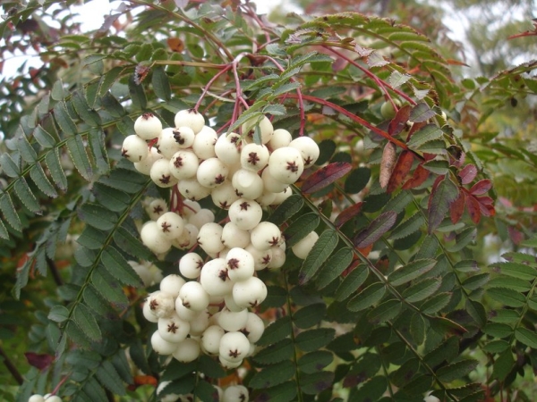  Les variétés décoratives de kena et de cygne blanc (cygne blanc) décorées avec des cendres de montagne aux fruits blancs ne conviennent pas à l'alimentation.