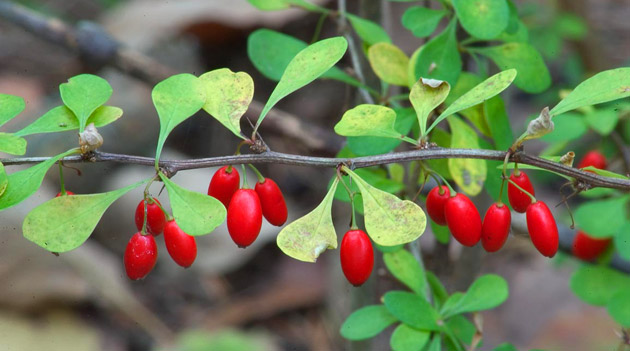  Berry Arbuste