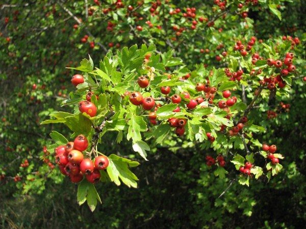  Hawthorn Bush avec des fruits