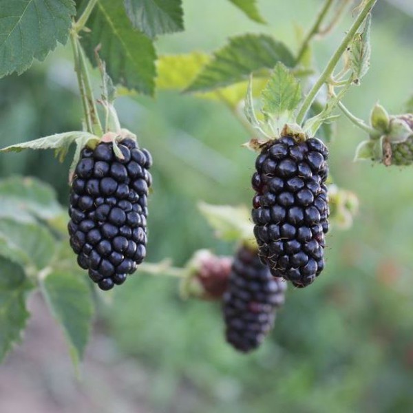  Cultar Blackberry Black Bute sur un buisson