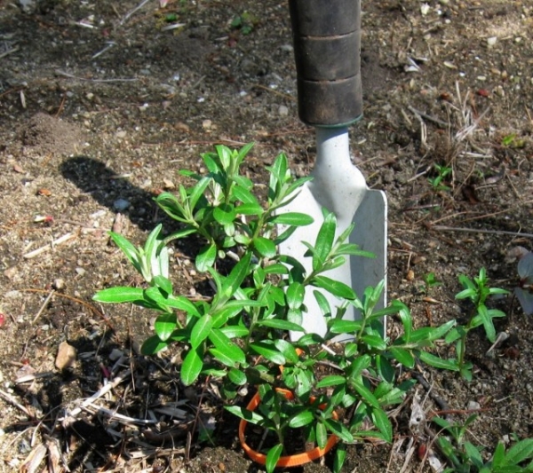  L'argousier préfère les sols neutres ou alcalins, ne tolère pas les voisinage avec d'autres plantes