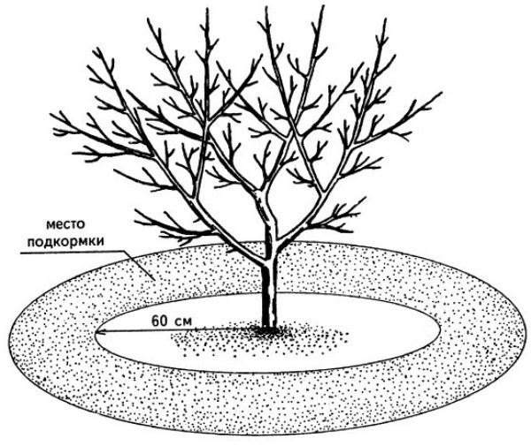  Schéma d'engrais dans le cercle de cerises