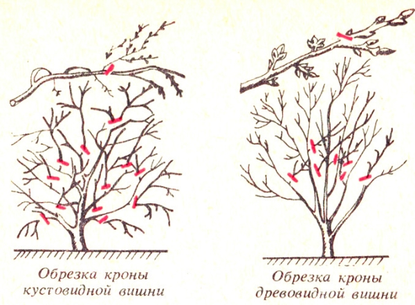  Les variétés de cerises dans les buissons et les arbres exigent des approches différentes pour la taille