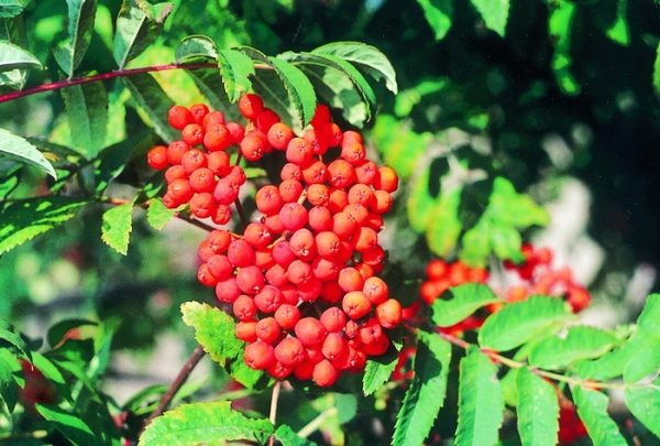  La variété Rowan Bead n'a pas d'astringence, est très résistante au gel extrême, à la sécheresse et aux maladies