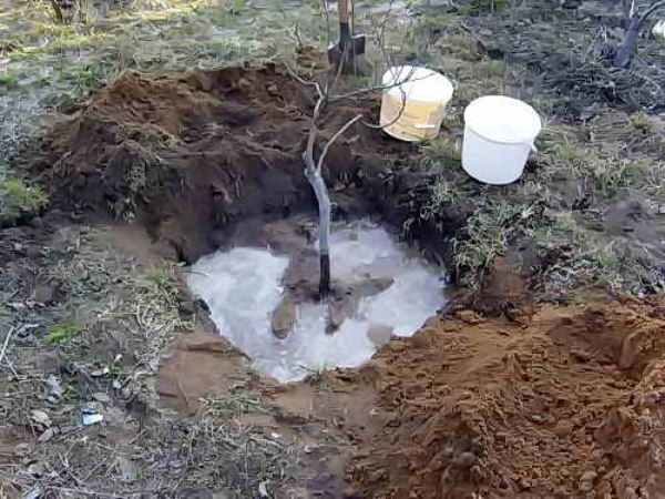  La plantation de prunes doit être faite dans la fosse