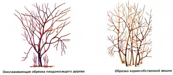  Régime de cerises de taille d'automne de différents types