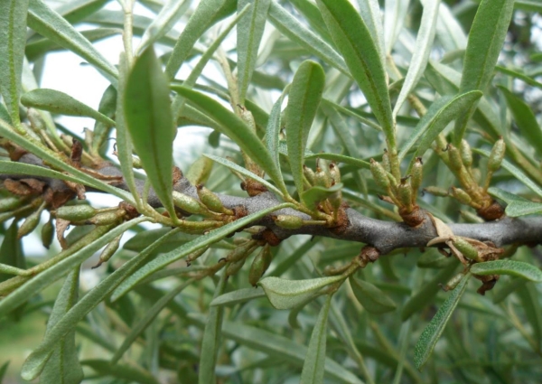  Les feuilles d'argousier contiennent de nombreux nutriments et vitamines, elles sont utilisées pour faire des décoctions et des thés.