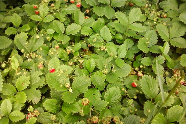  Les feuilles de fraise ont un effet diurétique, cicatrisant, hématopoïétique, antispasmodique et fortifiant sur le corps humain