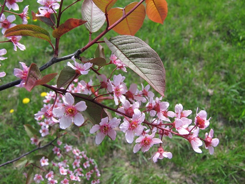  Floraison cerisier Colorat