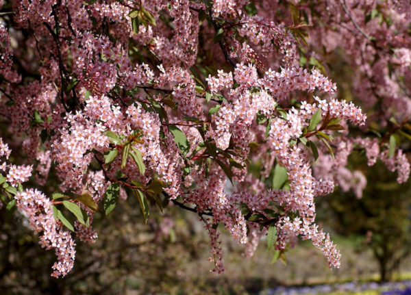  Branches avec des fleurs roses de cerisier Colorate