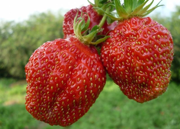  Fraise Gigantella aime les endroits ensoleillés, nécessite l'enlèvement de toutes les moustaches, résistant au gel