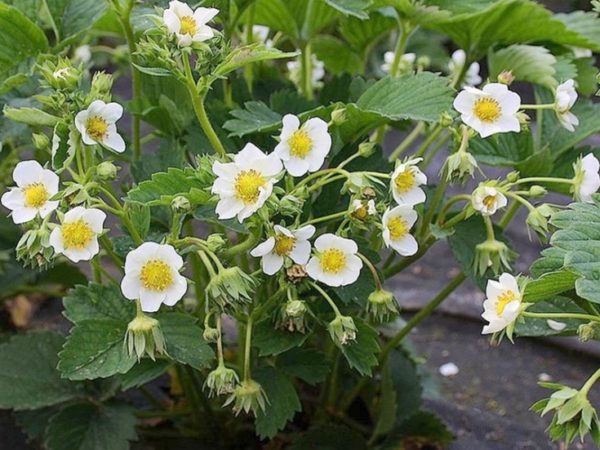  Zenga Zengana à la fraise en fleur