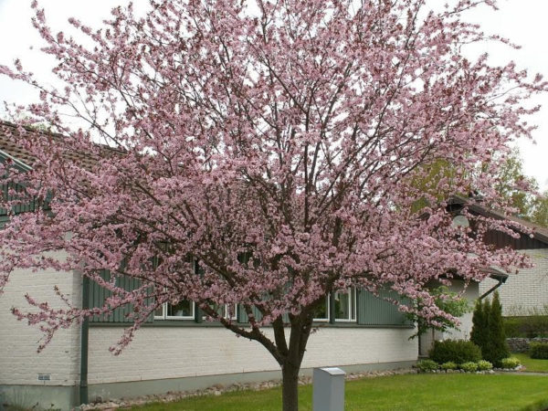  Cerisier en fleurs Colorat devant la maison