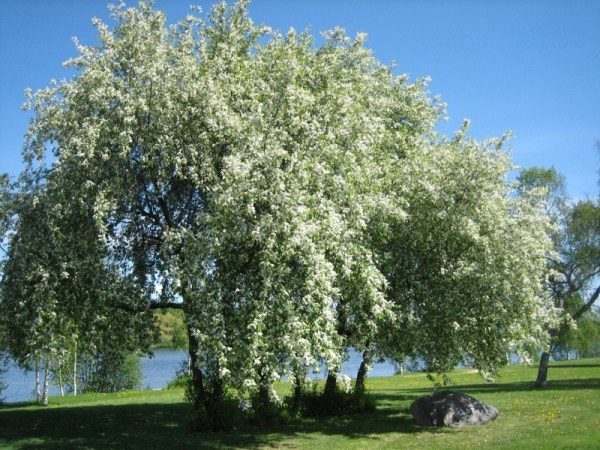  Cerisier en fleur
