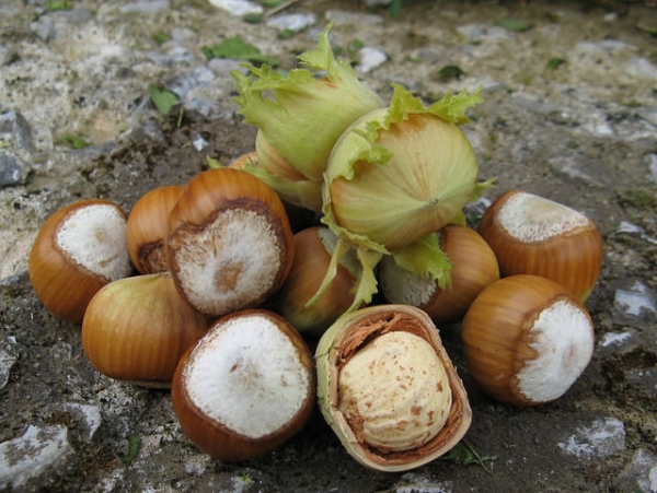  En médecine traditionnelle, huile de noix appliquée, écorce et feuilles, fruits