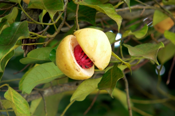  La noix de muscade est le cœur du fruit de la noix de muscade, un peu comme un noyau d'abricot