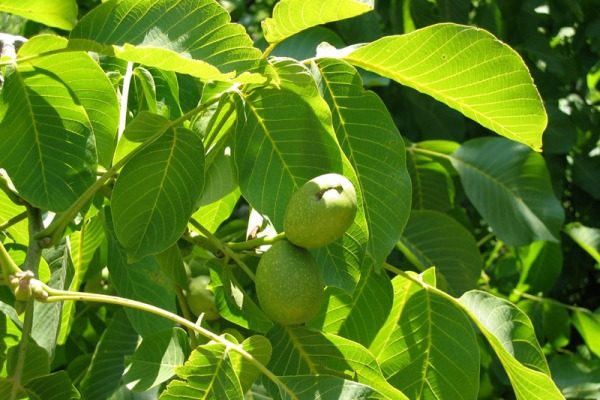  Branches de noix aux feuilles vertes et fruits