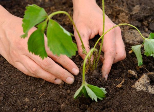  Planter des plants de fraises Tsarina