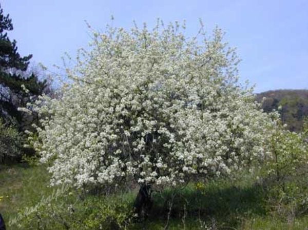  Antipka de qualité cerisier des oiseaux (Magaleba)