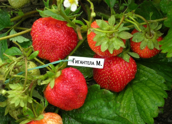  Gigantella Strawberry: description de la variété, règles de plantation et de soin, maladies et ravageurs, avis des jardiniers