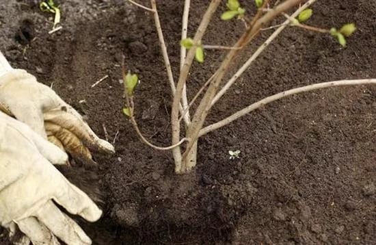  Planter de jeunes plants de viburnum