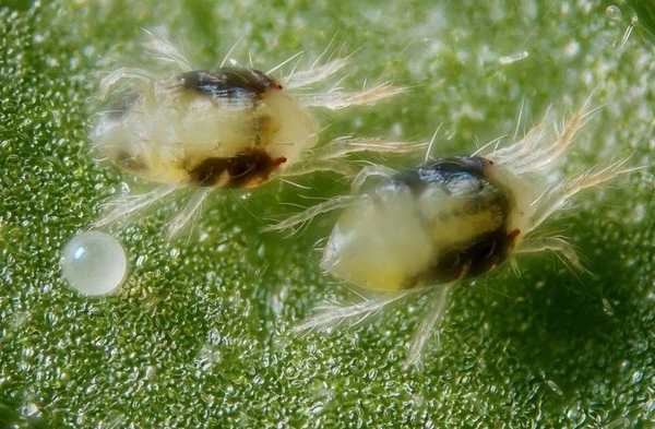  Pour se débarrasser des tétranyques au printemps, les groseilles sont pulvérisées avec des acaricides.