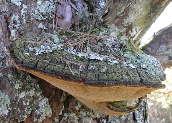  La présence de gros champignons à la base du cerisier indique le développement de la pourriture brune des racines des arbres.