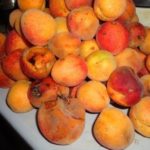  Fruits d'abricot endommagés par la moniliose