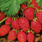  Fraises du jardin Baron Salemacher