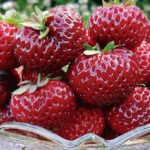  Jardin aux fraises Mize Schindler