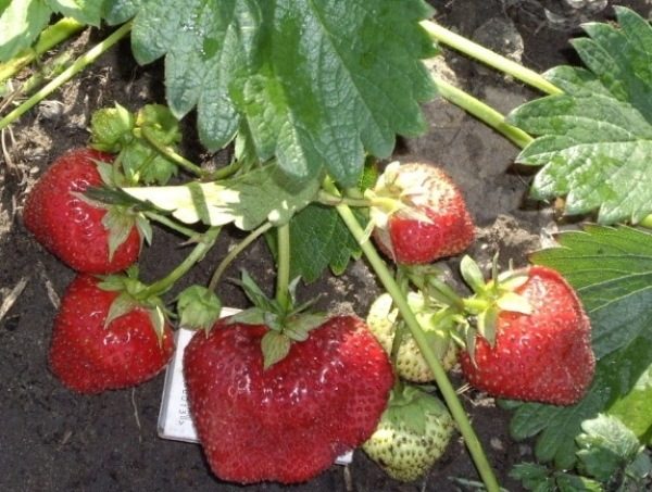  Jardin aux fraises Gontlet rouge