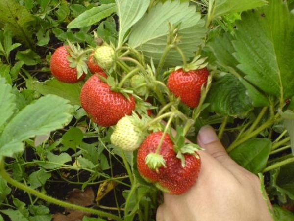  Troubadour Jardin De Fraises