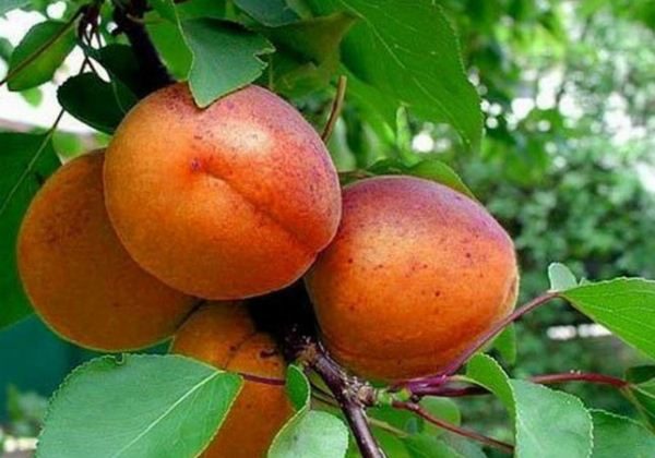  Fruits Abricot À Joues Rouges