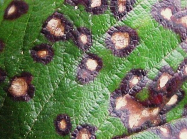  La septoriose, ou tache blanche, affecte les feuilles de la groseille et les fait tomber.