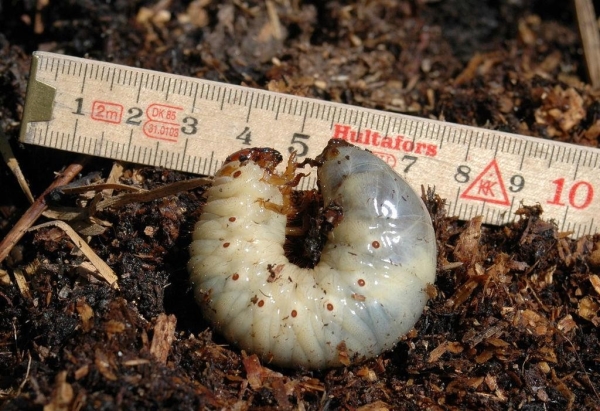  Dans les fraises de jardin, l'ennemi le plus redoutable est la larve de l'étoile, les agents chimiques contre les larves sont inefficaces.