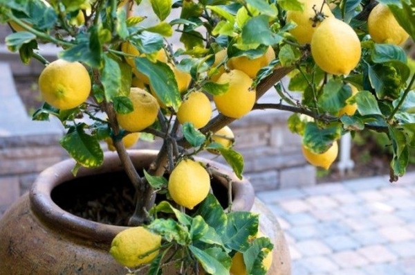  Comment faire pousser un citron de la pierre à la maison: instructions pas à pas