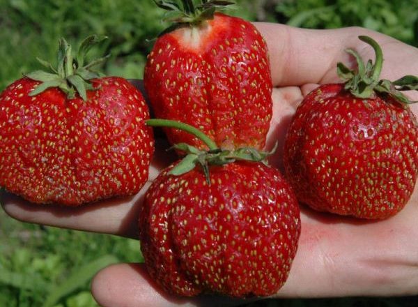  Fraises du Festival