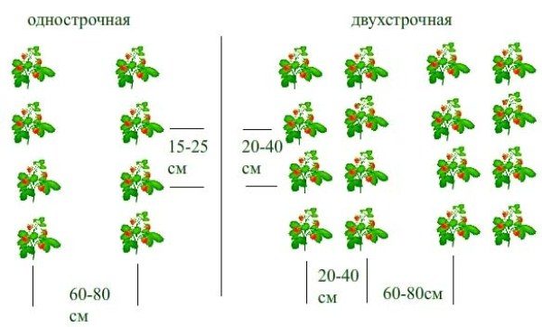  Schéma de planter des variétés de fraises méthode du Festival à une rangée et à deux rangées