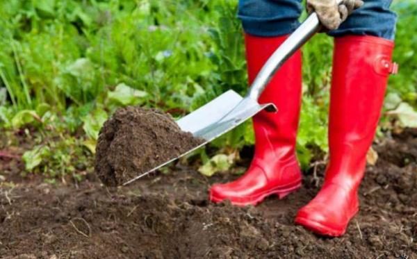  Avant de planter des groseilles dans le sol, ajoutez des engrais minéraux ou du compost