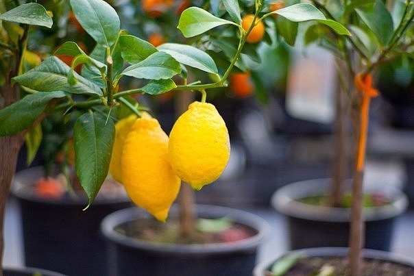  Greffe de citron
