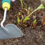  Assouplissement du sol sous les buissons de fraises du jardin