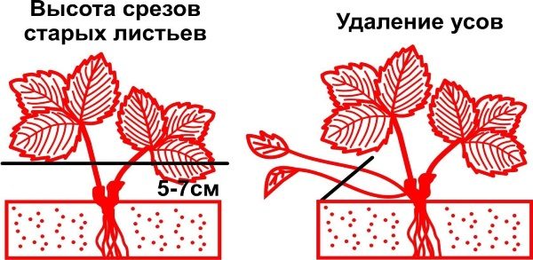  Le schéma de la coupe des vieilles feuilles de fraises de jardin et de moustache