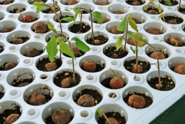  Cultiver des plants de noisettes à partir de noix