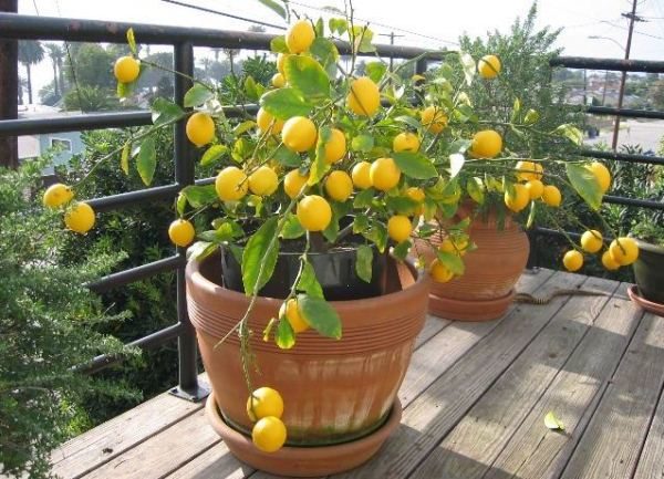  Les courants d’air et les baisses de température affectent le citron de Meyer.