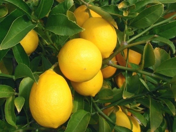  Variété de citron Meier