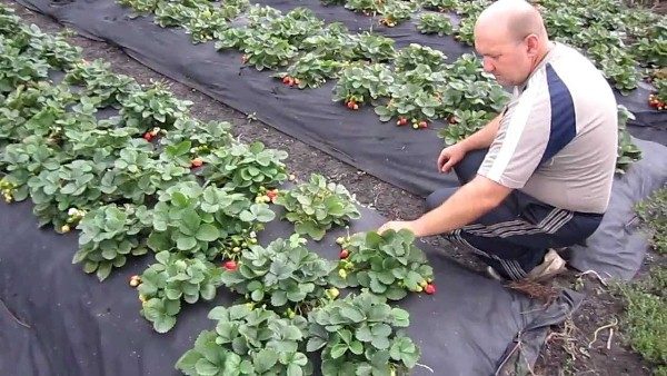  Cultiver des fraises Elizabeth 2 sous le film