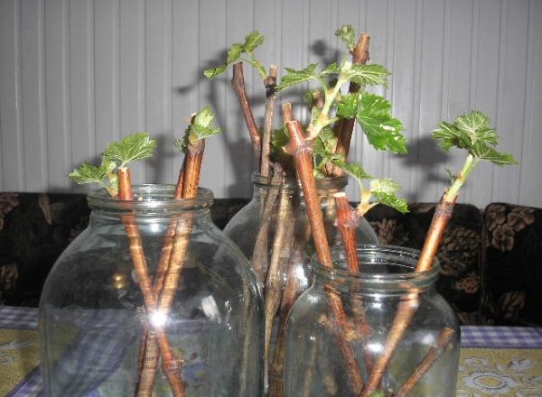  Reproduction de cassis avec des boutures vertes et carénées en été et en automne