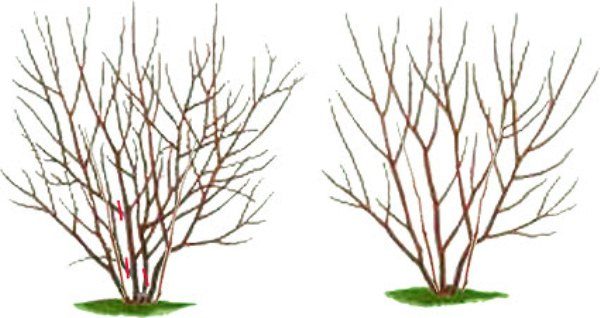  Le schéma de taille et la formation d'irgi de brousse