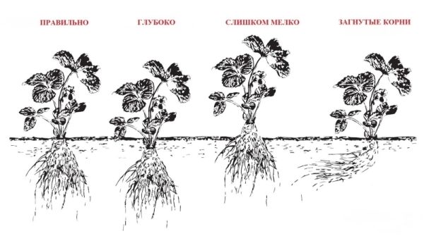  Diagramme de la profondeur optimale de plantation de fraises