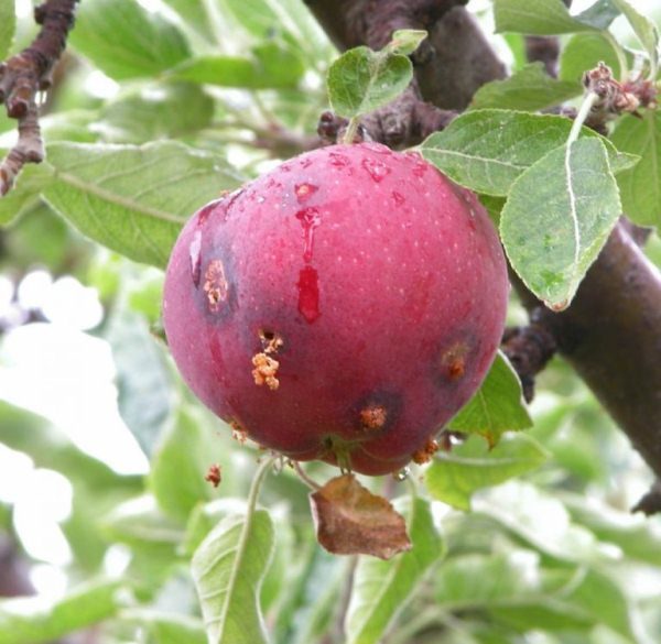  Fruits de la comète Kuban prune frappé par la teigne du prunier